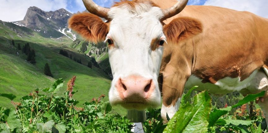 cow